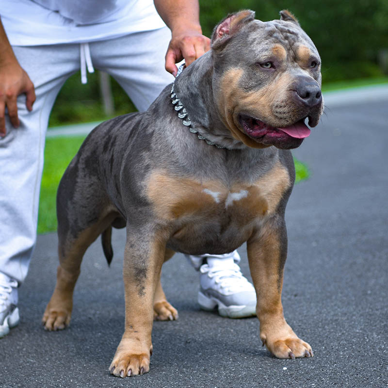 XL Lilac tri American bully female dog